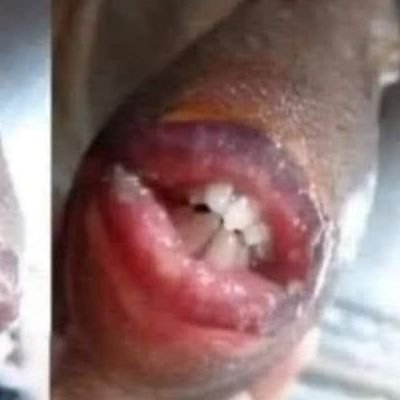 emmanx's profile picture. mammals and such