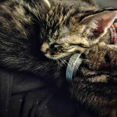 The_Faded_Ninja's profile picture. 