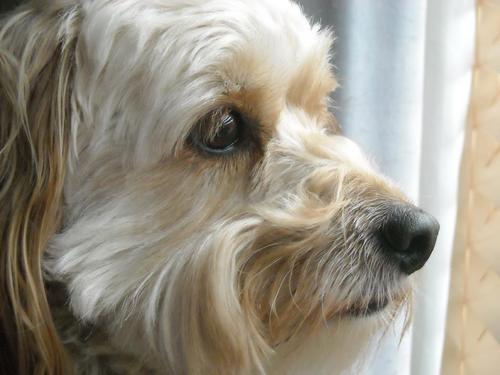 MaxLaCockapoo's profile picture. cockapoo ~ puppy ~ companion ~ single & ready ~ you find out the rest...

OH - and I always follow back --- share the paws up love ^^