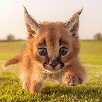 Oswald (@martinthemonkey) 's Twitter Profile