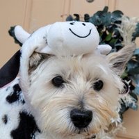 Julie 🐈‍⬛ (@juaintnolie) 's Twitter Profile Photo