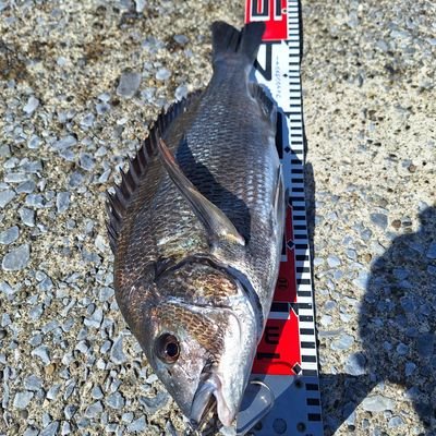 TadaoIto3's profile picture. 千葉、茨城で一年中うきふかせ釣りをしています