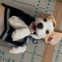 ぽてと🐶 (@souyukihara) 's Twitter Profile