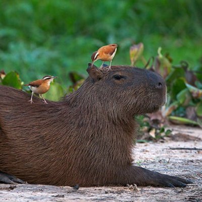 Couple_BearsRJ's profile picture. Urso observando as pegações