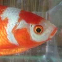 金魚熊@新アカウント (@zawaoden2) 's Twitter Profile Photo