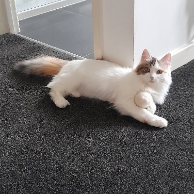 LisaJayneFishe2's profile picture. Widow. Animal lover. Trina - adopted 29.01.23 from North Norfolk Cats Lifeline Trust @CatsNorfolk