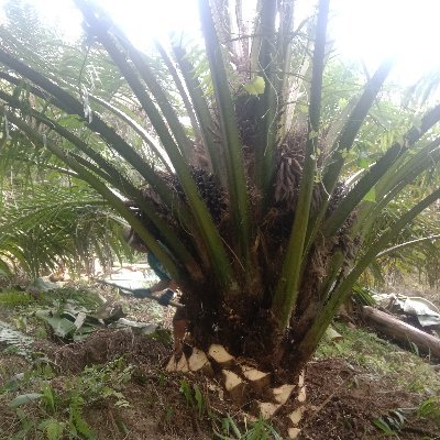 Juprianus13's profile picture. Jomblo lapuk..😁