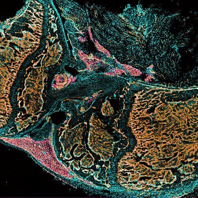 Vascular & Tissue Biology lab led by Anjali Kusumbe @KusumbeLab
(stem, immune & cancer cells)
Account managed by lab members