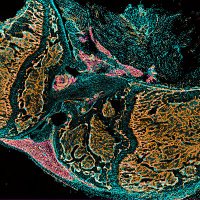 The Kusumbe Lab (@anjali_kusumbe) 's Twitter Profile