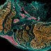 The Kusumbe Lab (@anjali_kusumbe) Twitter profile photo The Kusumbe Lab (@anjali_kusumbe) Twitter profile photo