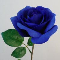 💙🥀Blue Rose 🥀 💙(@noddylovesboobs) 's Twitter Profile Photo