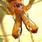 zerguskotus's profile picture. 