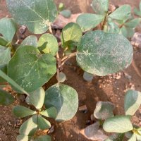 Noos (@hdshkhfhgf) 's Twitter Profile