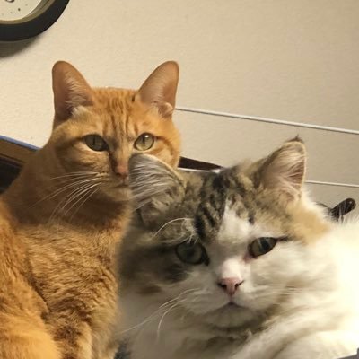 95%ネコ垢。基本ネコ垢以外はフォローしませんので❗️😊まずはフォローよろしく🙇♂️ ラガマフィンの🐱ノアと🐈⬛茶トラのミーの日常をご紹介。 エロ❌起業❌儲け話❌のお誘いは即刻ブロック🙅♂️。❌