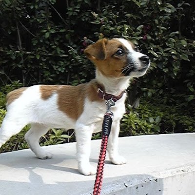 hinara1212's profile picture. 最近食べ物の好みが難しいジャックラッセルのシニア犬 12歳9ヶ月と暮らしてます  #秘密結社老犬倶楽部