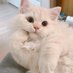 Life with a Cat (@lifewithacat_) Twitter profile photo Life with a Cat (@lifewithacat_) Twitter profile photo