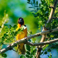 WestNile Birding & Safari (@westnilebirding) 's Twitter Profile Photo WestNile Birding & Safari (@westnilebirding) 's Twitter Profile Photo