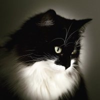 Ricky the kitty(@kitten_ricky) 's Twitter Profile Photo