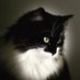 Ricky the kitty (@kitten_ricky) Twitter profile photo Ricky the kitty (@kitten_ricky) Twitter profile photo
