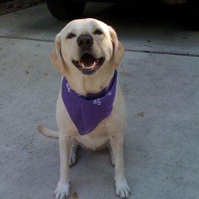 palomapup's profile picture. 