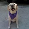 palomapup's profile picture. 