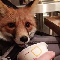 EnvyFox🛑🔞 (@envyfox_) 's Twitter Profile