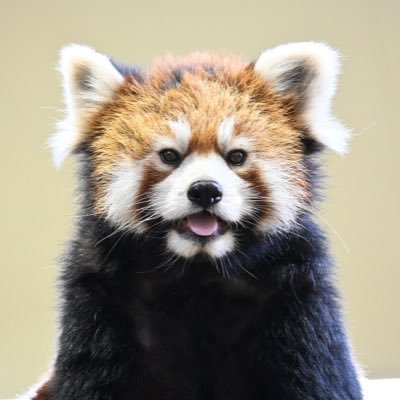 redpanda_p Profile Picture