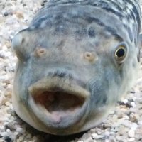 ぱんてら (@ghostofkinkasan) 's Twitter Profile Photo