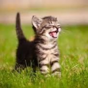 kaapaaheeesuu's profile picture. Khophesu on identity v