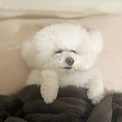 hoslover_prpr's profile picture. 