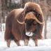 Elon Muskox (@elon_muskox1) Twitter profile photo Elon Muskox (@elon_muskox1) Twitter profile photo