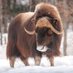 Elon Muskox (@Elon_Muskox1) Twitter profile photo