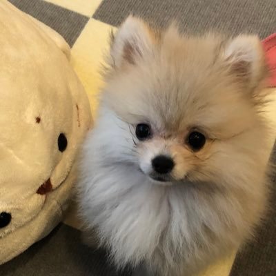 ゆっくり 楽しく Twitter始めます♡無言フォロー失礼します&無言フォロー大歓迎！2023.1.24♂よろしくお願い致します♬