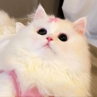 cutest cats(@cutestscats) 's Twitter Profile Photo