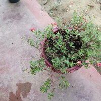 Myint ko (@myintko4444) 's Twitter Profile