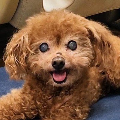 tp_moca's profile picture. 生年月日2007年1月3日/2025年3月13日に🌈へ/性別♀/毛色レッド。お昼寝と飼い主を追いかけるのが趣味です。