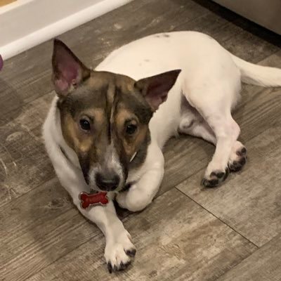 TheJackRussells Profile Picture