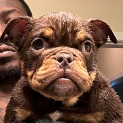 Demon Time Kennels American BULLYS XL Standard Pocket Exotic …… Frenchies all favors #KR #NDE