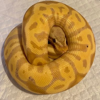 HACHUmansan's profile picture. 神奈川住みのボール初心者