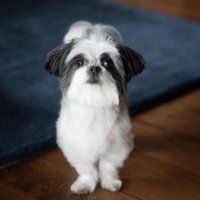 Buddyfuzzy (@buddyfuzzy1) 's Twitter Profile