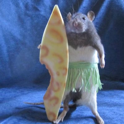 KaiLunari's profile picture. Diana abuser 🥲https://t.co/3rVF8Nkryk coaching: https://t.co/VXQmC9iTn3 priv: @kailunarii