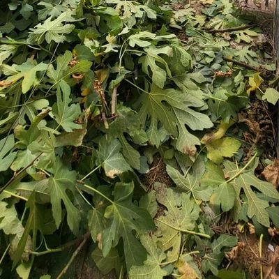 mantisdj41's profile picture. 