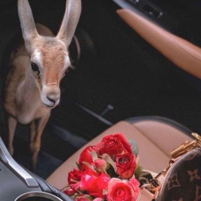 alnnoorr_1's profile picture. " اللهم الدنيا بخيرها والآخرة بفردوسها "