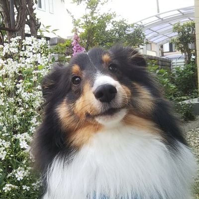 LuckyLeonLuke's profile picture. シェルティ♂  ルーク🐶
🎂2021.11.28 
ささみとりんごが大好き🍎
超ビビりで神経質な甘えんぼうさんです🐶💚

無言フォローお許しください🙏
不慣れなためDMはお返しできないこと多々です🙏