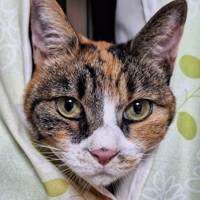 2996kazu's profile picture. 