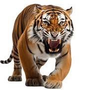 gosfhstigers (@gosfhstigers) 's Twitter Profile