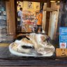 noji_masa's profile picture. 競馬初心者です！日々勉強中です😊色々教えてください☺️よろしくお願いします！