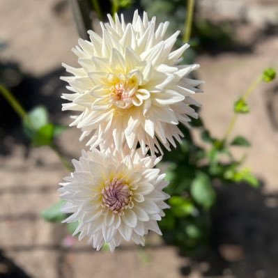 chamomilebtz's profile picture. Not interested in the doom loop.