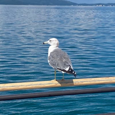 金沢の大学院生/主に北陸三県の🍚🍦⛩️🏯♨️🏞️など/アイコンは七尾湾のウミネコ/ヘッダーは大汝山山頂から見た黒部湖