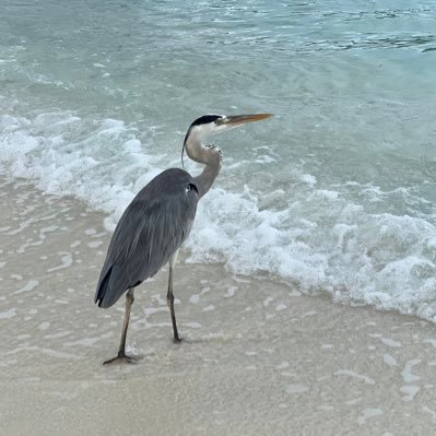 rn63978288's profile picture. 天鳳　四456565678787898/三4